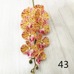 43