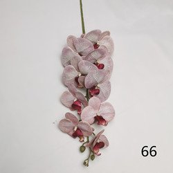 66