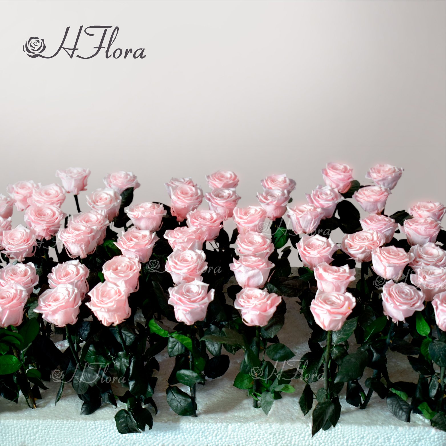 Big Order Low Price Preserved Stem Roses 50 cm Long Stems Wholesale Preserved Rose with Stem For Wedding Decoration