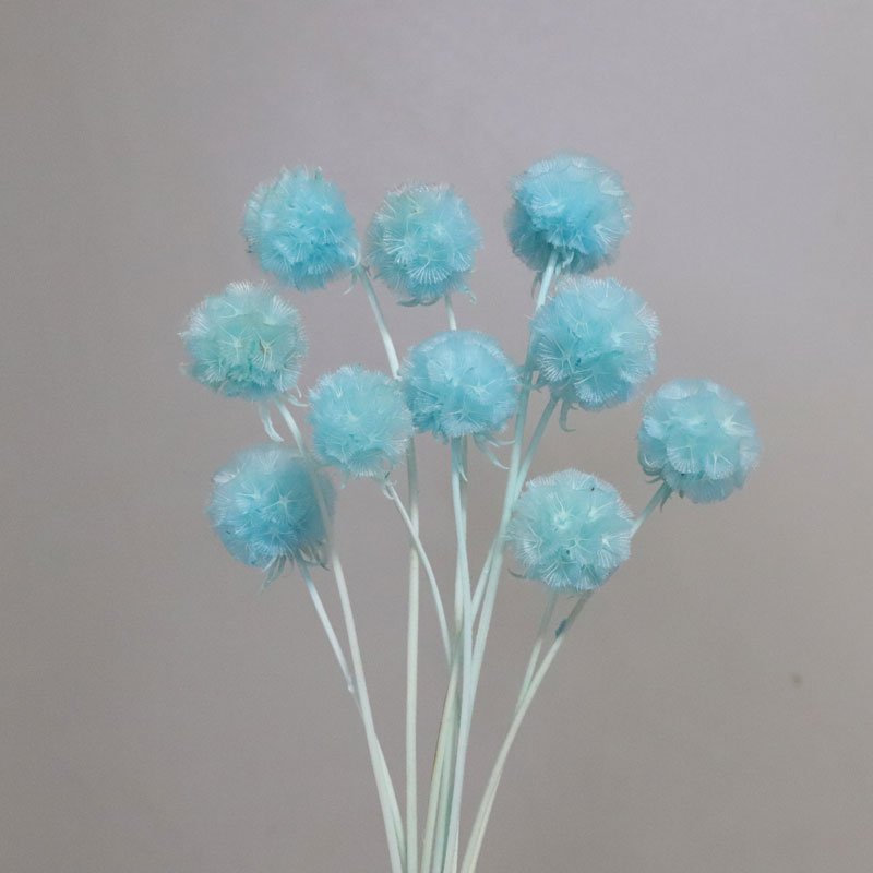 2023 Best seller preserved flowers, wedding home decor Preserved Scabiosa for various scene decorations
