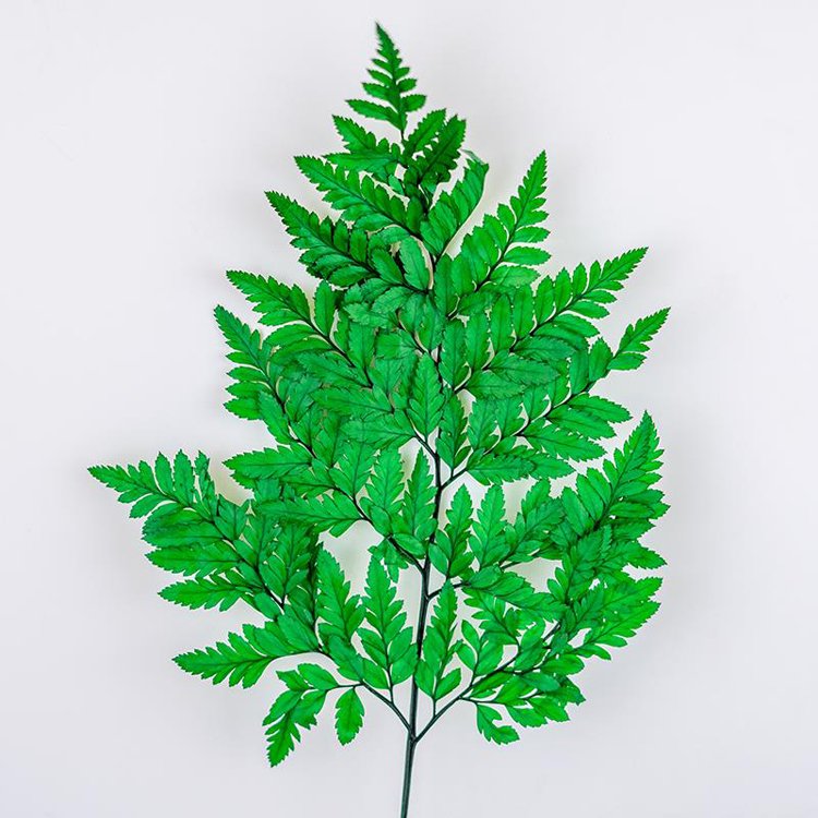 SumFlora Yunnan factory supply Wholesale high quality natural stabilized flower preserved flower arachniodes