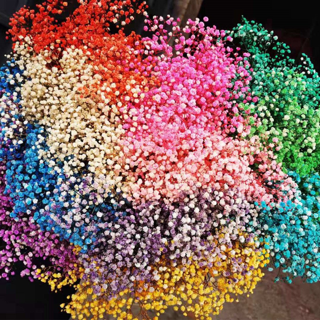 multiple colour Gypsophila dried lavender flowers natural dried flowers