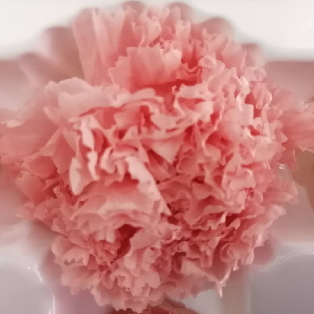 2024 Hot Selling Preserved Carnation 4-5cm Eternal Flowers For Mother's Day Gifts Thanksgiving Day DIY Bouquet