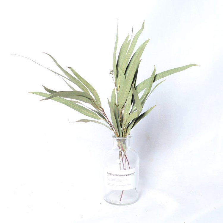 China wholesale preserved flowers preserved Eucalyptus long leaf for decorative
