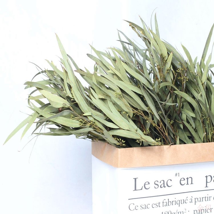 China wholesale preserved flowers preserved Eucalyptus long leaf for decorative