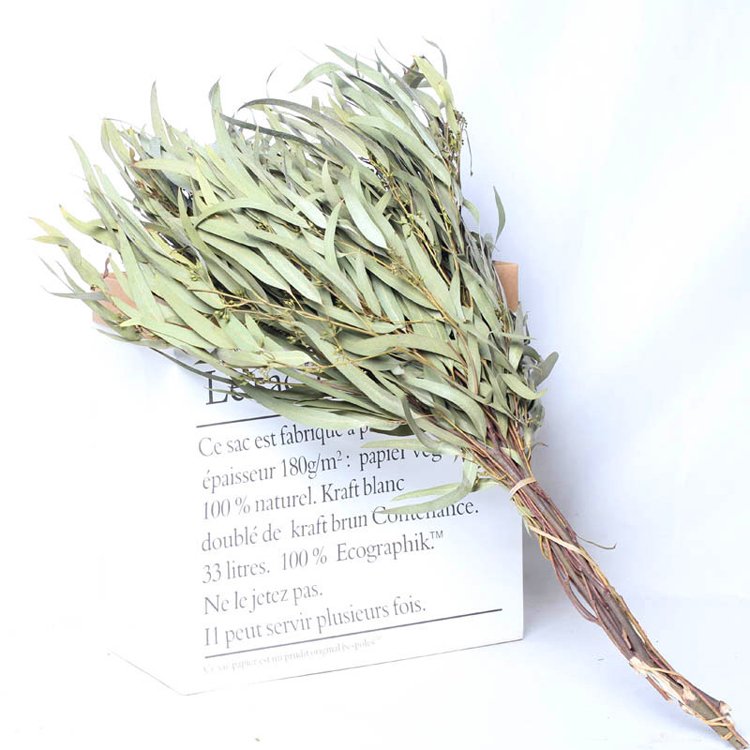 China wholesale preserved flowers preserved Eucalyptus long leaf for decorative