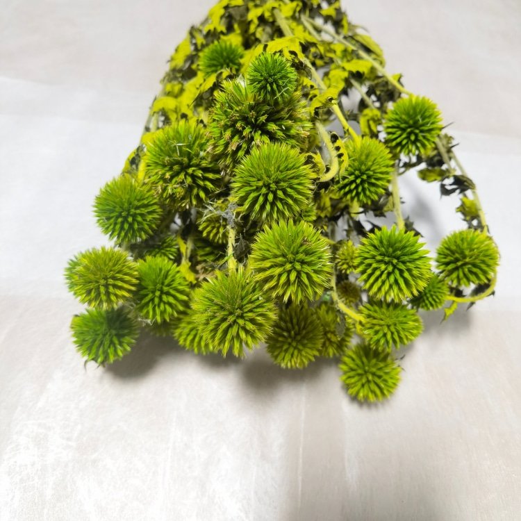 Natural Blue Globe Thistle (Echinops Latifolius) Preserved Flowers Rustic Wedding Decorative Spiky Balls Tinted Room Bouquet