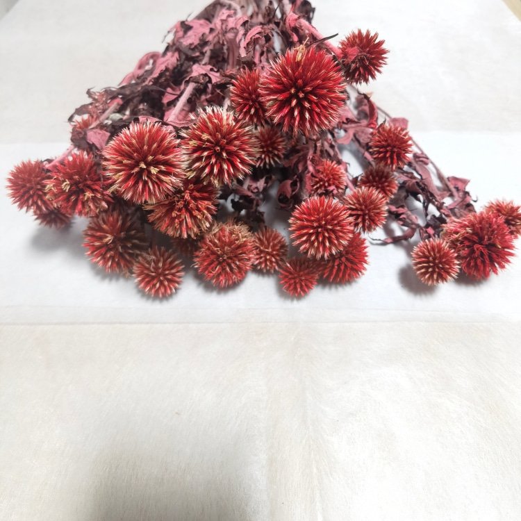 Natural Blue Globe Thistle (Echinops Latifolius) Preserved Flowers Rustic Wedding Decorative Spiky Balls Tinted Room Bouquet