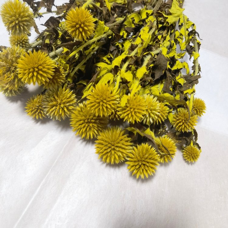 Natural Blue Globe Thistle (Echinops Latifolius) Preserved Flowers Rustic Wedding Decorative Spiky Balls Tinted Room Bouquet