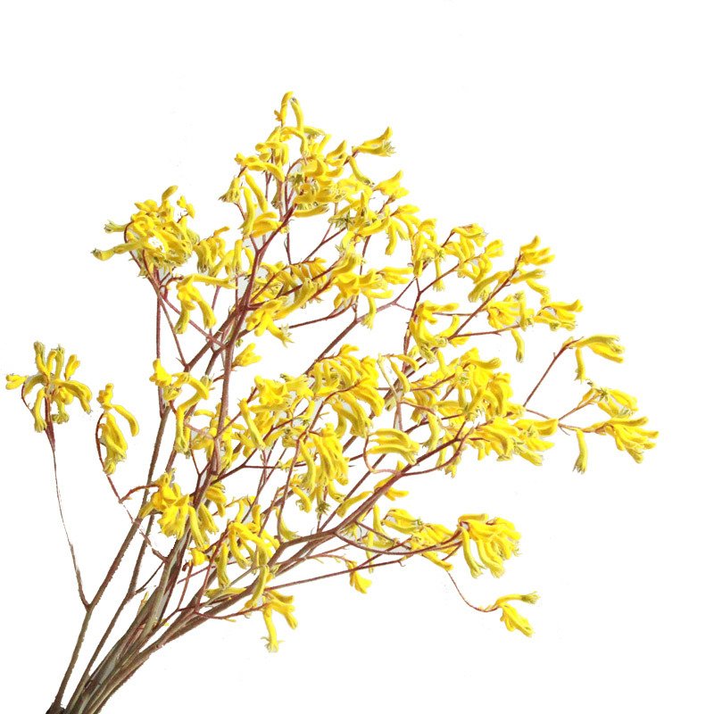 Preserved natural kangaroo paw flower, Anigozanthos, factory price, decorative flowers.