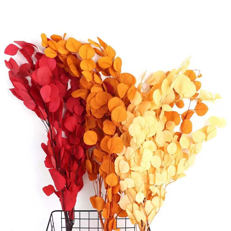 INS most popular decorative flowers preserved leaves bleached apple leaf eucalyptus leaves for outdoor indoor decoration