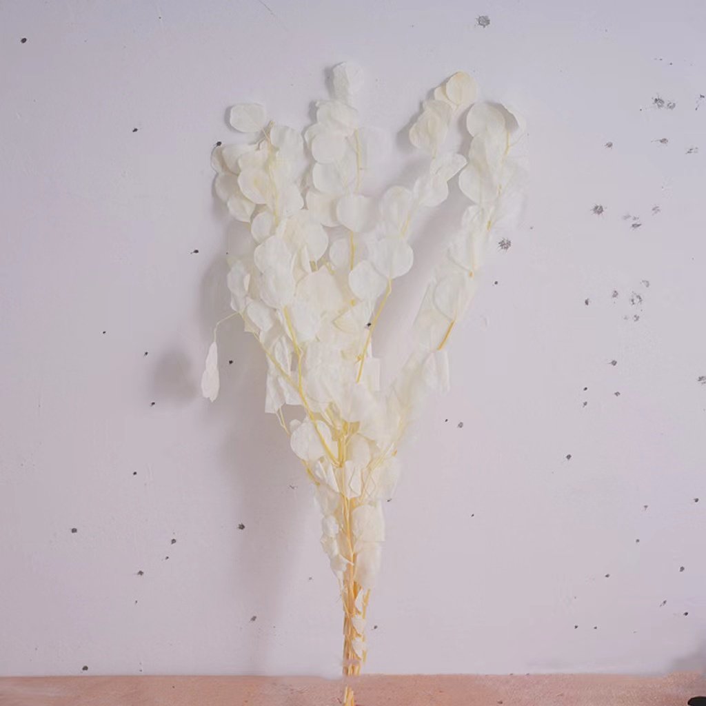 INS most popular decorative flowers preserved leaves bleached apple leaf eucalyptus leaves for outdoor indoor decoration