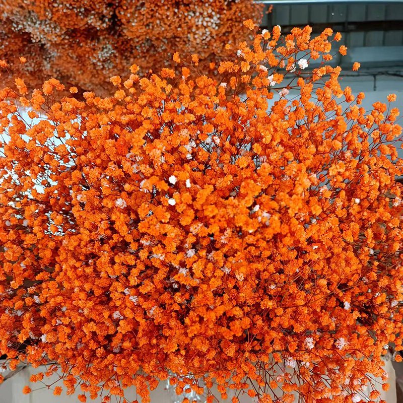 Wholesale Baby Breath Gypsophila Flower Bouquet Preserved Real Plant for Wedding Home Party Decoration