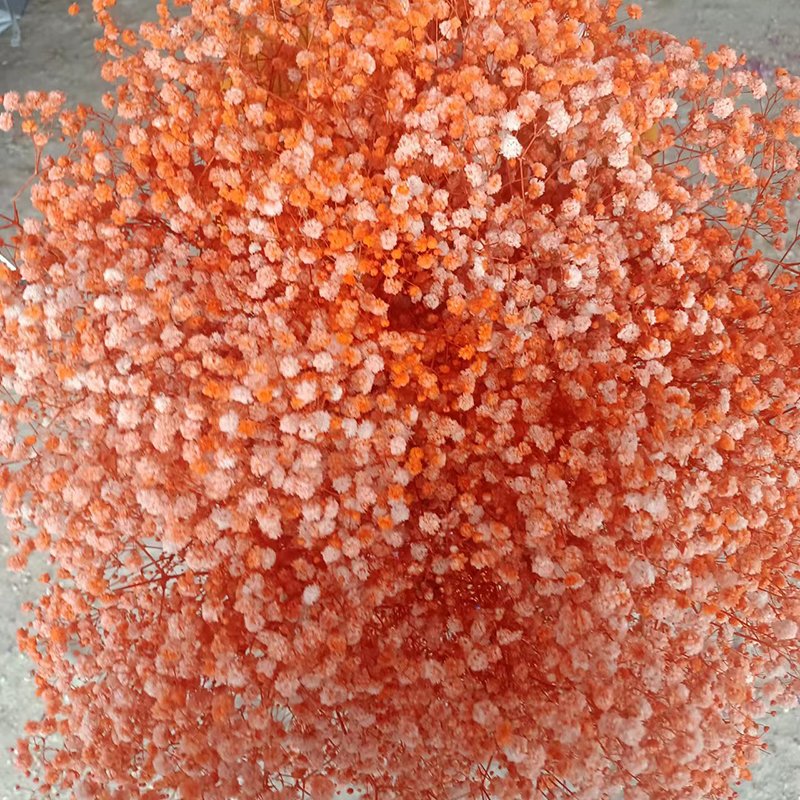 Wholesale Baby Breath Gypsophila Flower Bouquet Preserved Real Plant for Wedding Home Party Decoration