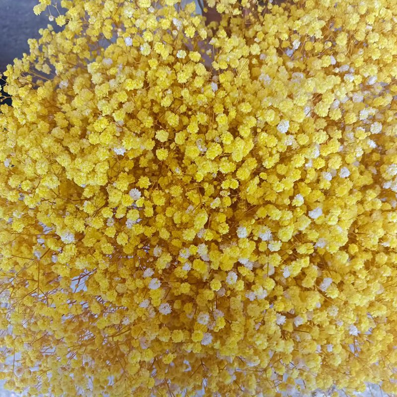 Wholesale Baby Breath Gypsophila Flower Bouquet Preserved Real Plant for Wedding Home Party Decoration