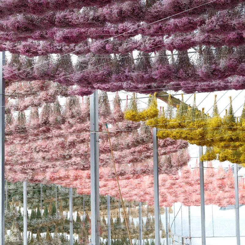 120g/450g Preserved Flowers Natural Fresh Dried Flower Bouquets Gift for Wedding Decoration Home Decor