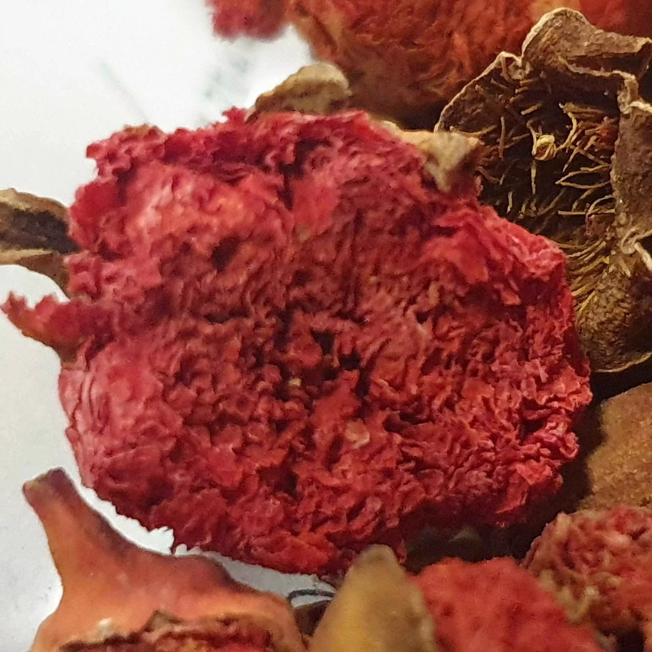 Simulation pomegranate flower twig dry flower Low Price Customized Packing Cool Storage Type Pomegranate Dry Flowers Wholesale