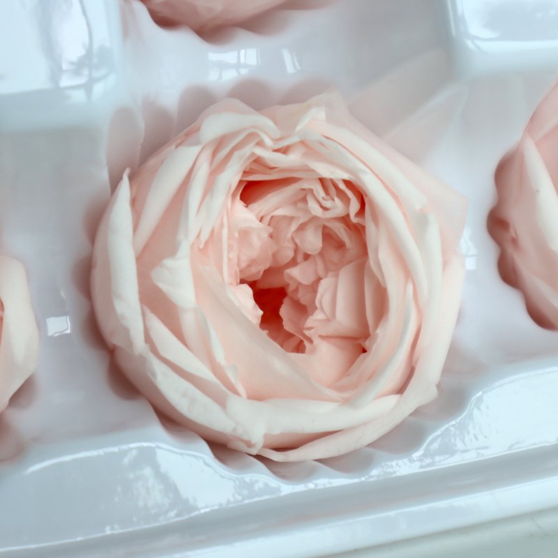 David Austin Roses real fresh preserved flower 8 pcs box order 4 - 5 cm everlasting valentine flower gift Preserved Roses