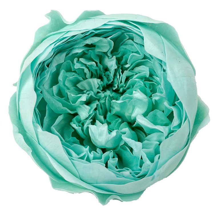 David Austin Roses real fresh preserved flower 8 pcs box order 4 - 5 cm everlasting valentine flower gift Preserved Roses