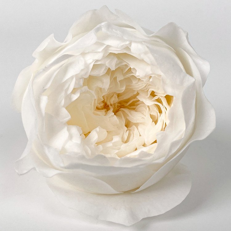 David Austin Roses real fresh preserved flower 8 pcs box order 4 - 5 cm everlasting valentine flower gift Preserved Roses