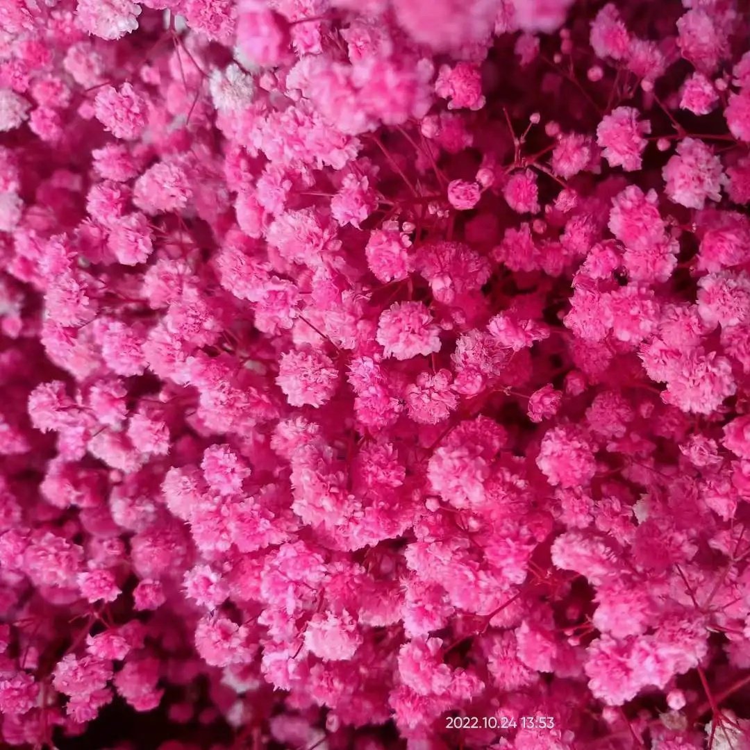 M2-120g/450g hot sale natural dried flower baby breath preserved gypsophila for wedding decoration
