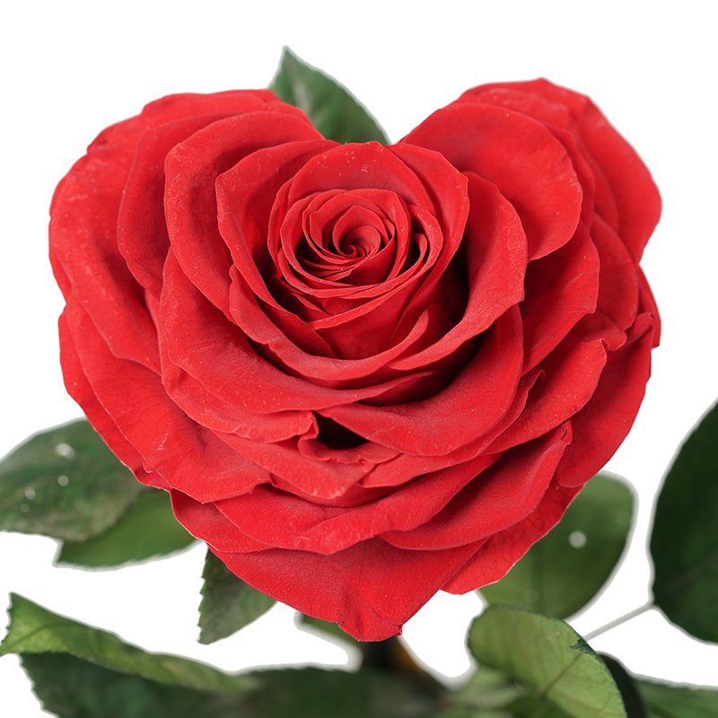 luxurious valentines day black preserved roses in glass dome gifts