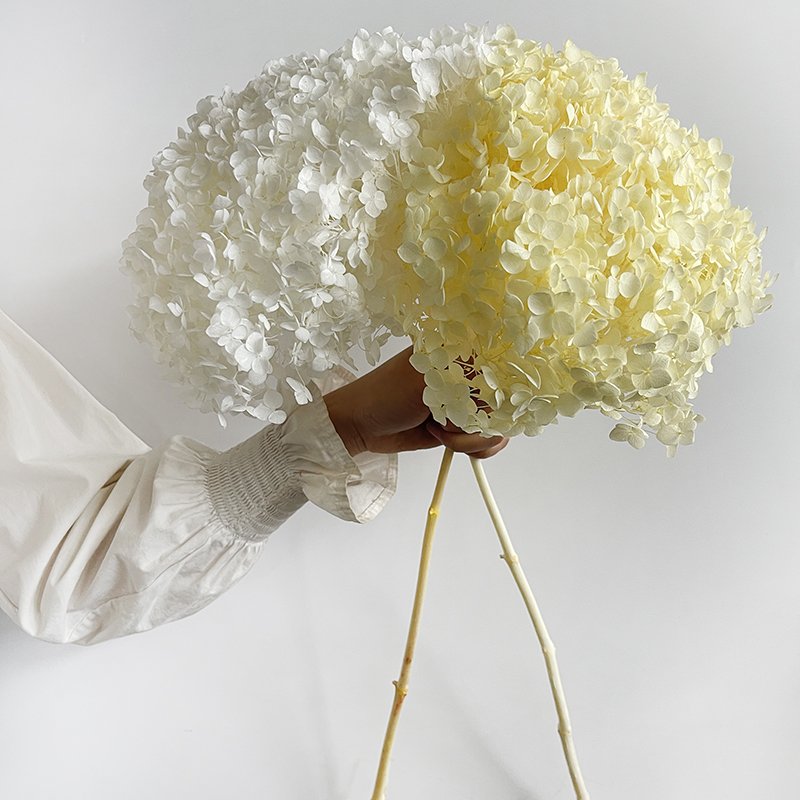 2023 hot sell preserved flowers natural preserved hydrangea Ana hydrangea flowers for arrangement