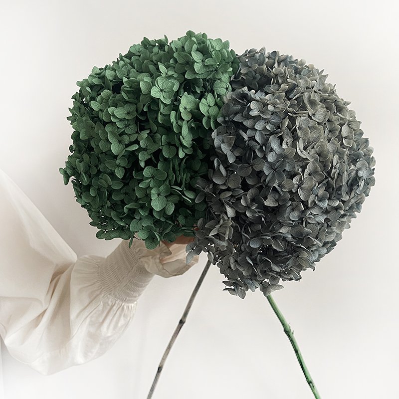 2023 hot sell preserved flowers natural preserved hydrangea Ana hydrangea flowers for arrangement