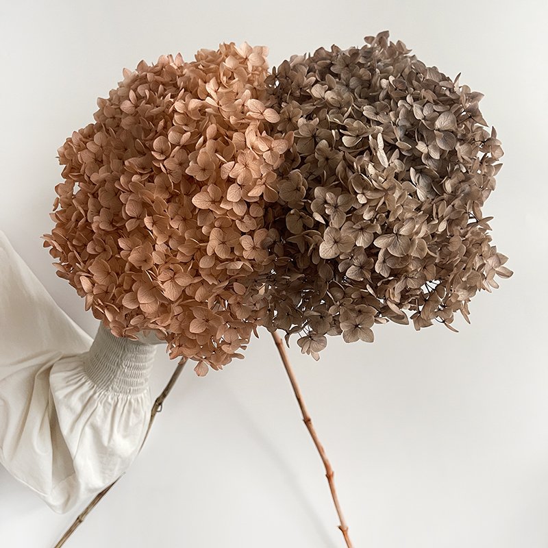2023 hot sell preserved flowers natural preserved hydrangea Ana hydrangea flowers for arrangement