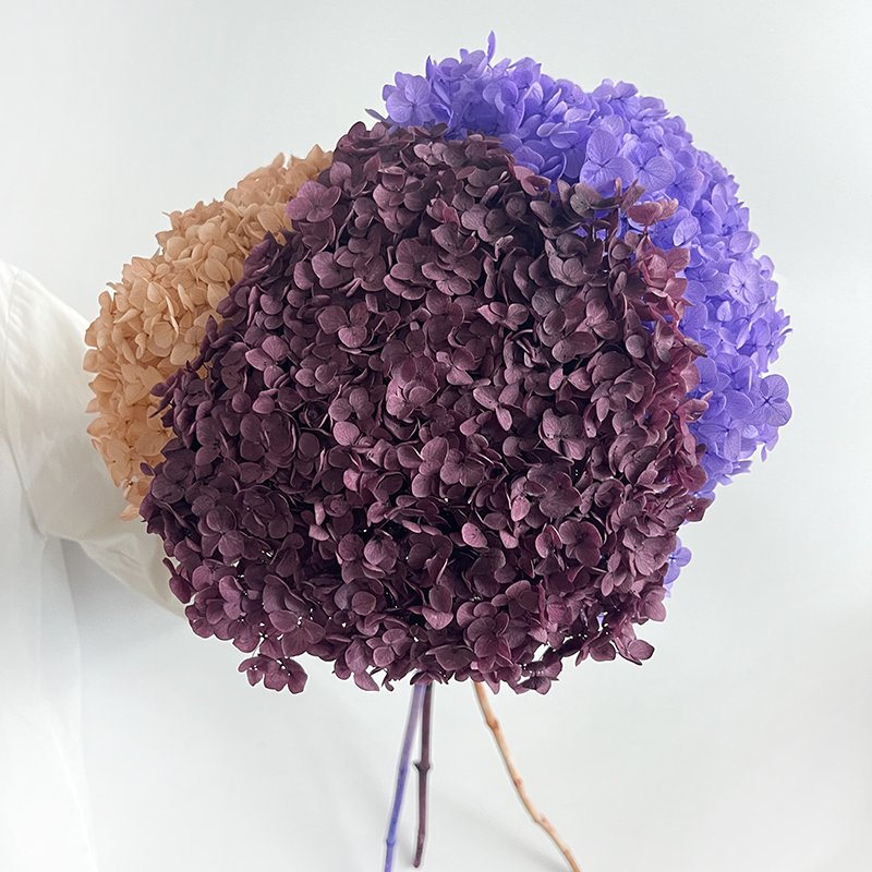 2023 hot sell preserved flowers natural preserved hydrangea Ana hydrangea flowers for arrangement