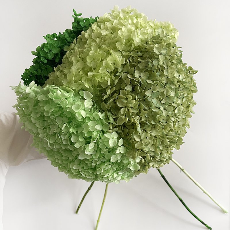 2023 hot sell preserved flowers natural preserved hydrangea Ana hydrangea flowers for arrangement