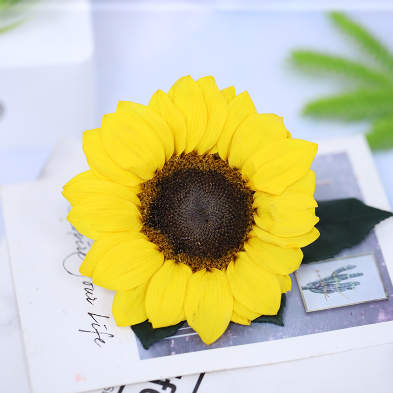 Wholesale Yellow Bulk Sunflower Preserved Flower Real Natural Preserved Plants for Decorative Flower
