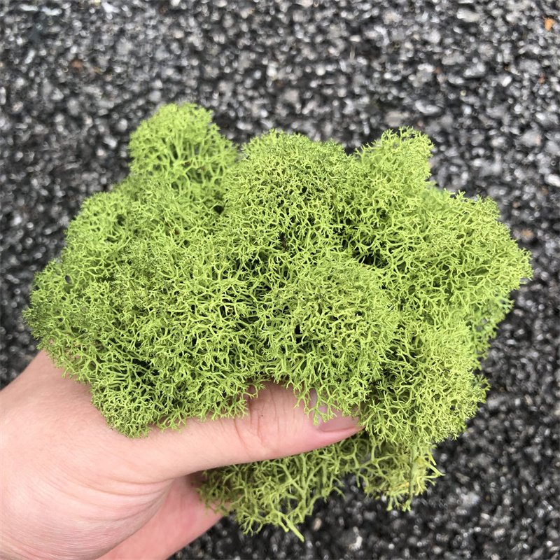 500g Preserved Reindeer Craft Moss Natural Color Mix DIY Kit Terrariums Garden Art Wall Preserved Plants Moss