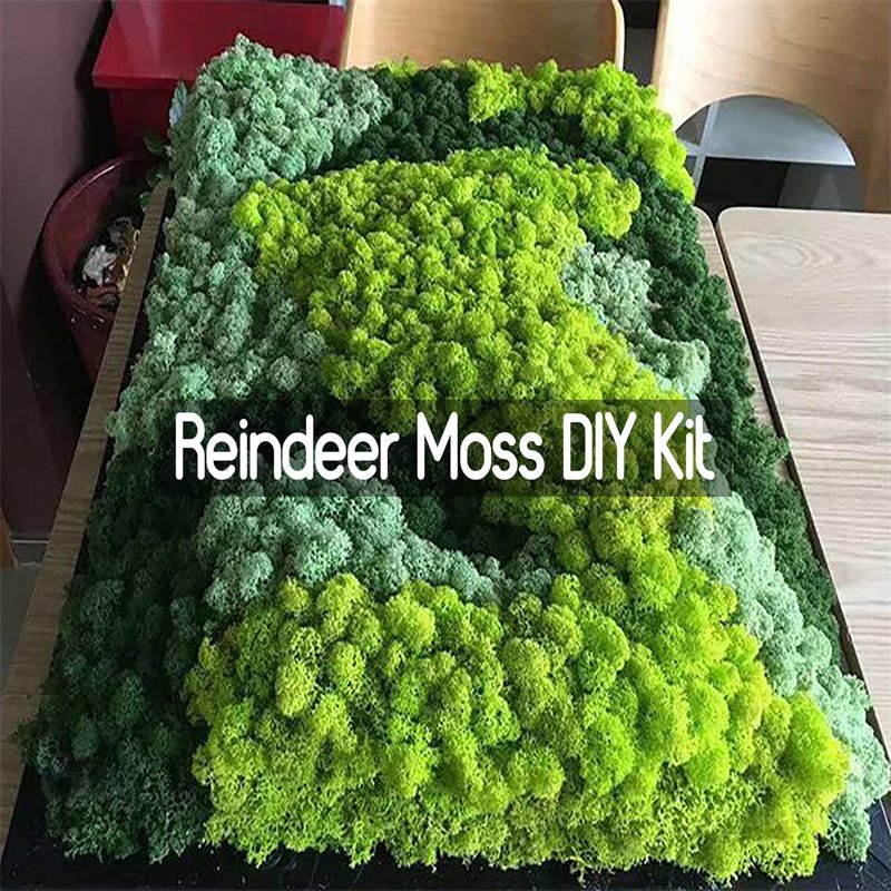 500g Preserved Reindeer Craft Moss Natural Color Mix DIY Kit Terrariums Garden Art Wall Preserved Plants Moss