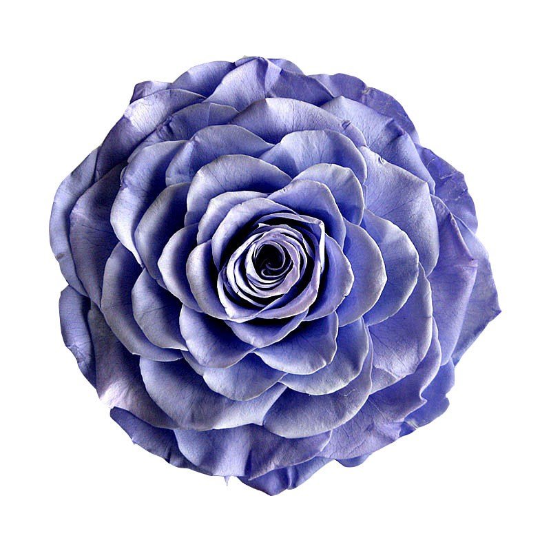 2021 trending products 10-11cm Big Valentines Big Preserved Roses in Box For Valentines day Wedding Party