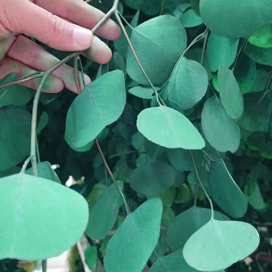 100g Money Leaf Branch Bouquet Silver Dollar Apple Leaf Preserved Eucalyptus Leaves Flower Arrangement Eternal Eucalyptus