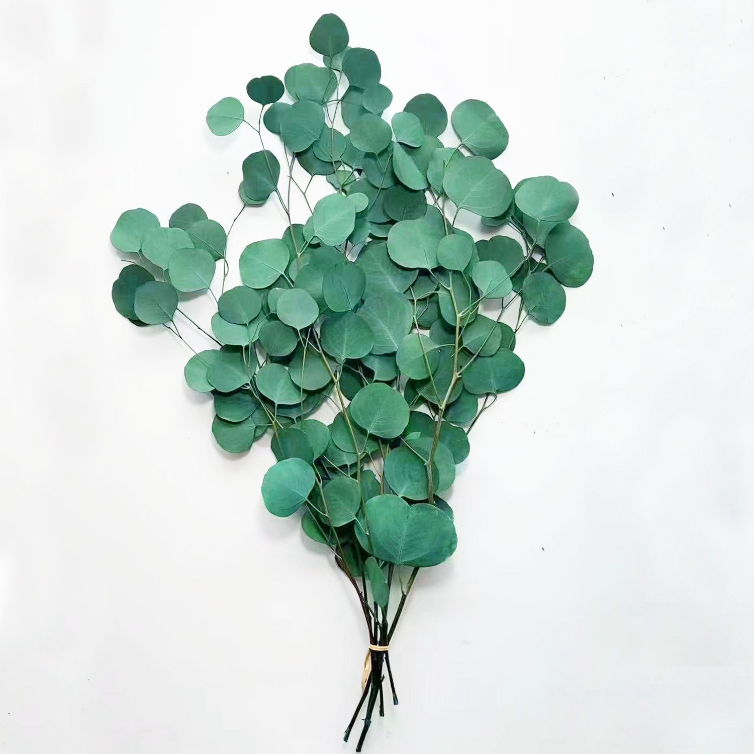 100g Money Leaf Branch Bouquet Silver Dollar Apple Leaf Preserved Eucalyptus Leaves Flower Arrangement Eternal Eucalyptus