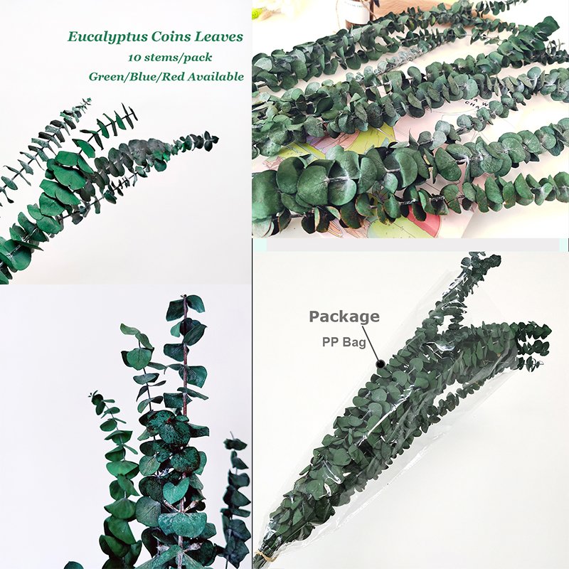 Preserved Silver Dollar Eucalyptus Bunch Dried Foliage Floral Arrangement Wholesale Big Leaves Preserved Green Apple Eucalyptus
