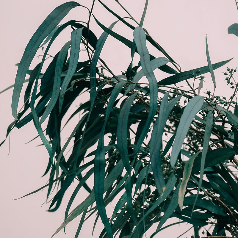 New Decoration Flowers Preserved Flowers High Quality Eucalyptus Leaves