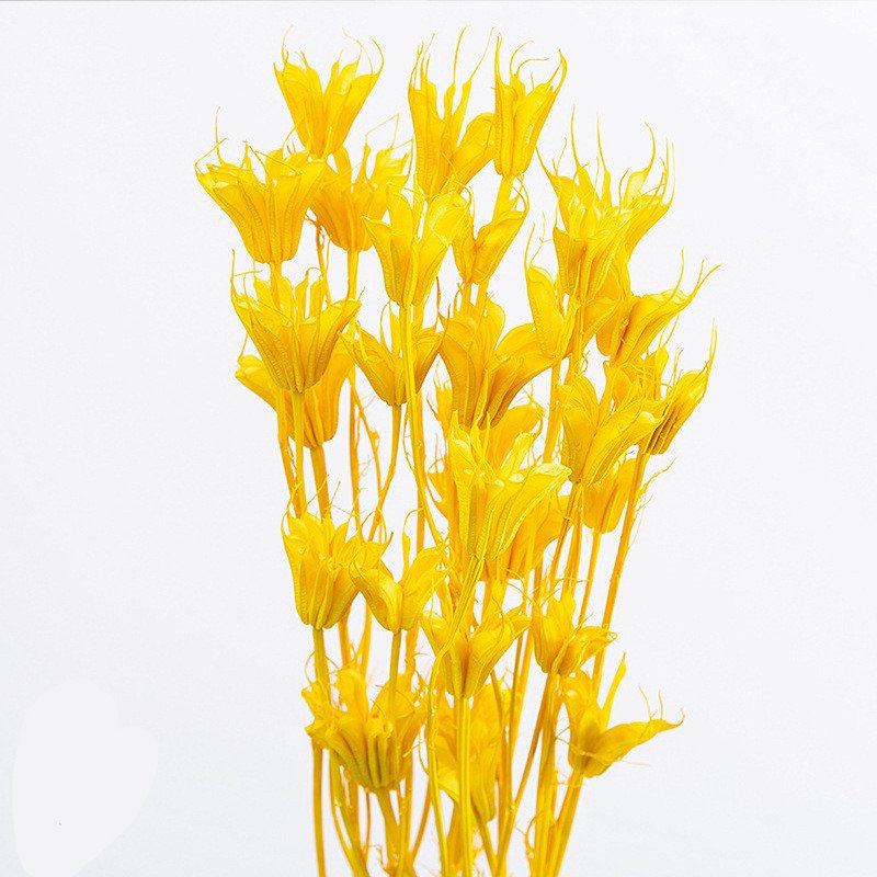 Factory Dried flower preserved octagon flower for preserved flower arrangement