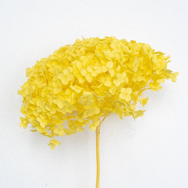 Colorful Preserved Hydrangea Decorative Flower for Wedding