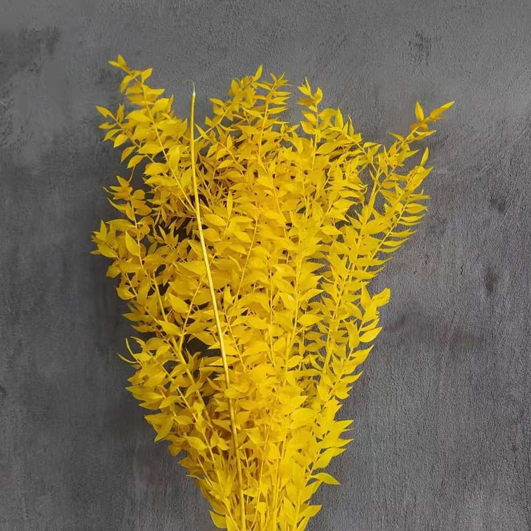 Wholesale Bleached Soft Italian Dried White Ruscus Leaves Preserved Ruscus Flower white Foliage