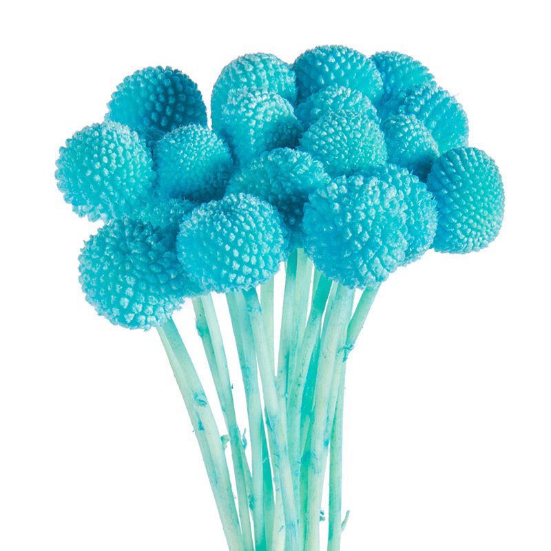 Dry Flower Golden Billy Button Flowers for Wedding Decoration Preserved Flowers Craspedia Billy Ball