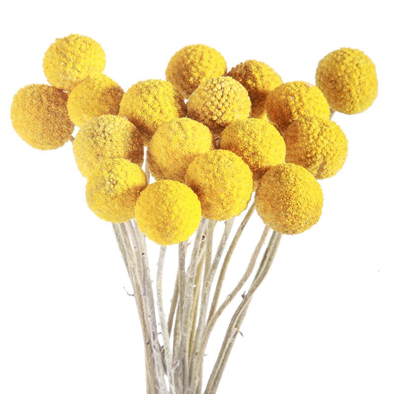 Dry Flower Golden Billy Button Flowers for Wedding Decoration Preserved Flowers Craspedia Billy Ball