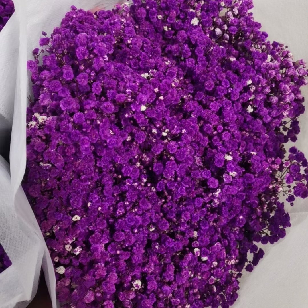 2023 Customized Upgraded Package Bulk Cream White Dried Flowers Large Dried Babys Breath Flowers Bouquet