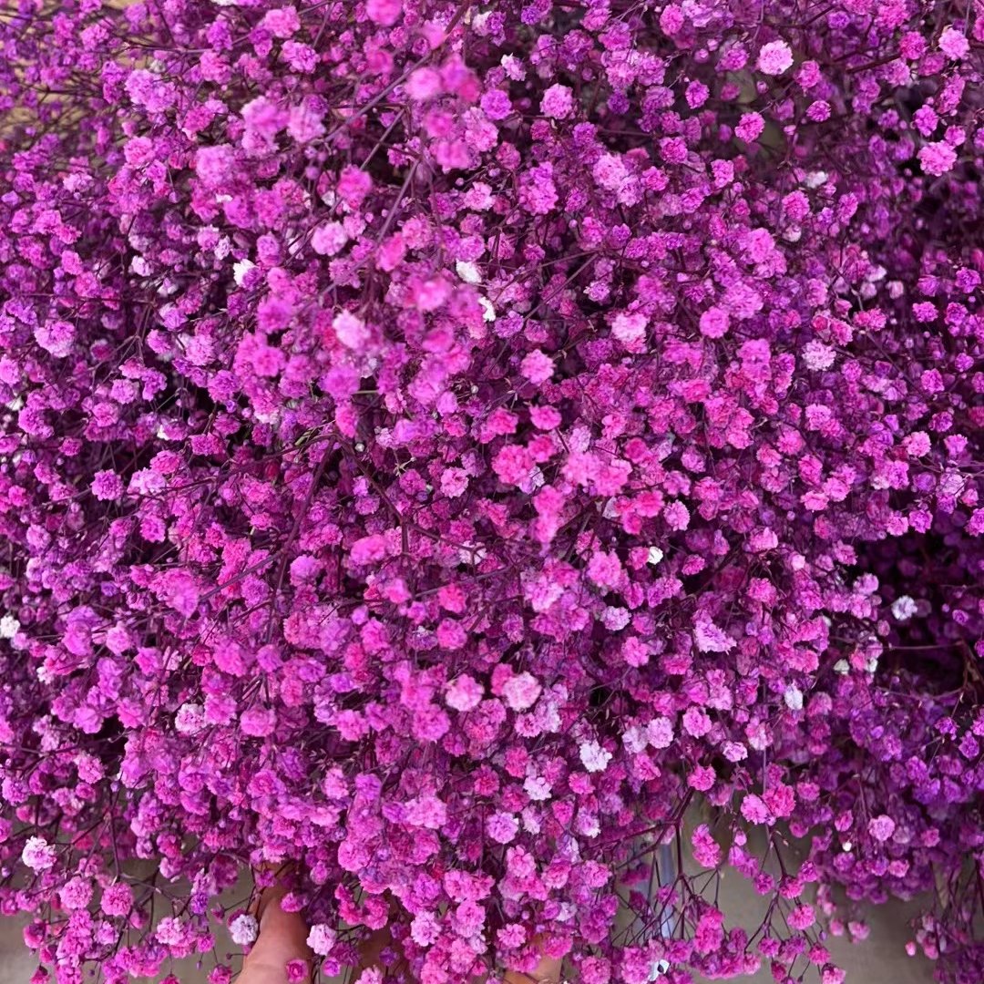 2023 Customized Upgraded Package Bulk Cream White Dried Flowers Large Dried Babys Breath Flowers Bouquet