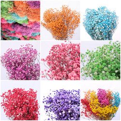 muticolor