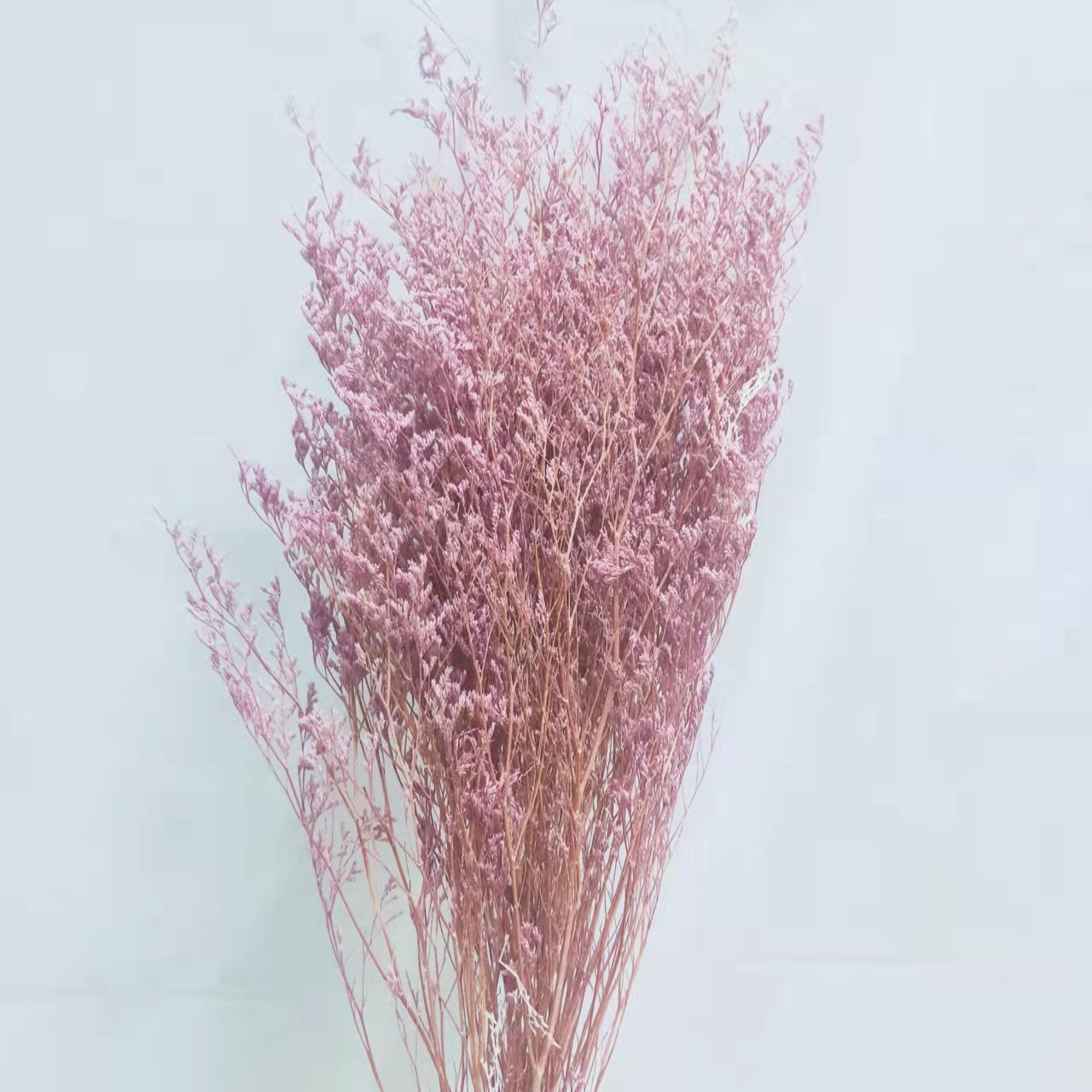 Ins hot selling dried preserved limonium flower for home/wedding/decoration flower arrangement on INS