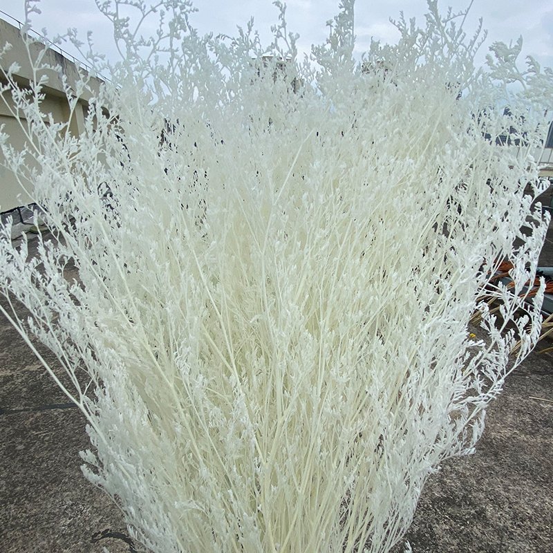 Ins hot selling dried preserved limonium flower for home/wedding/decoration flower arrangement on INS
