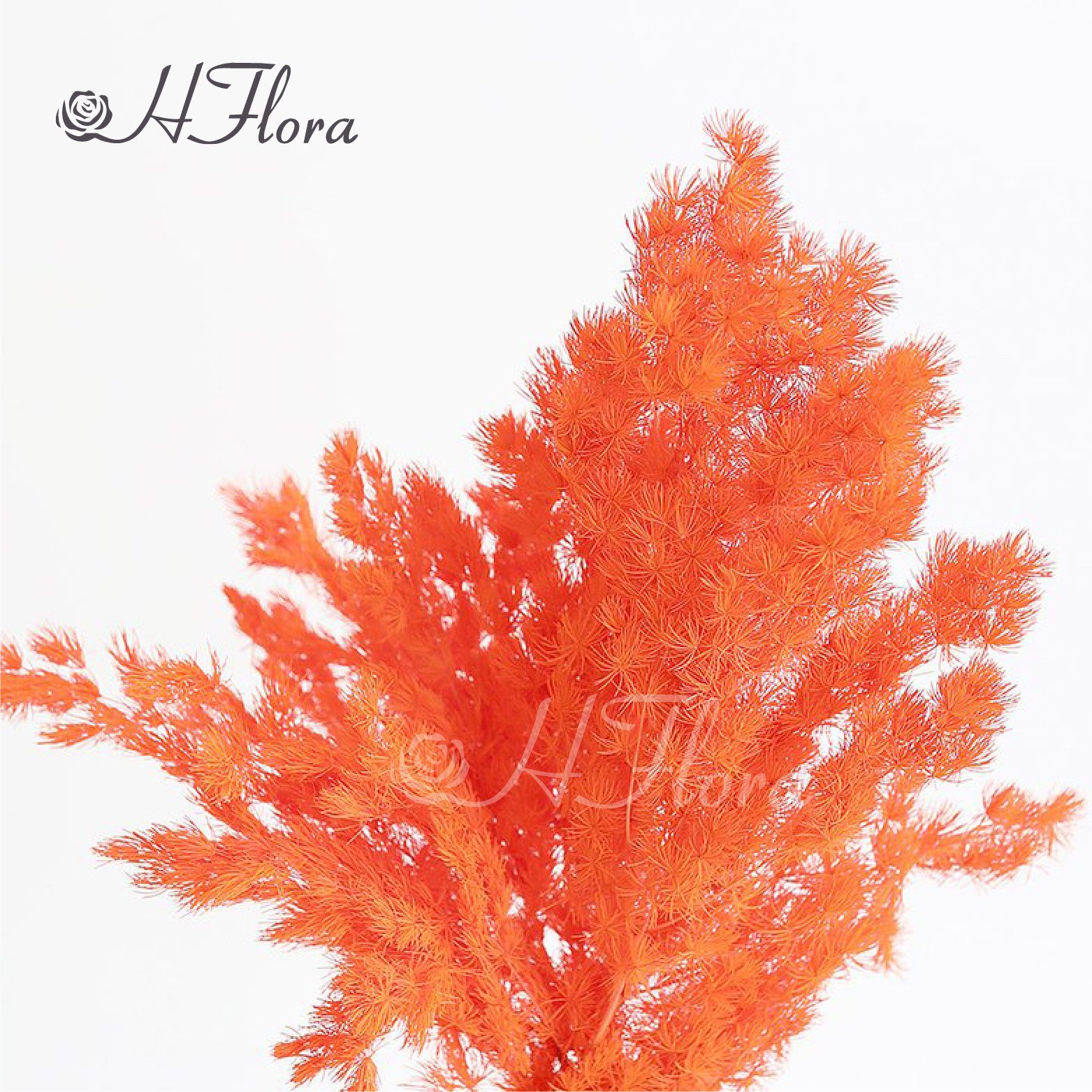 Yunnan Hot Sale Preserved Flower Real Touch Flower Preserved Ming Fern Asparagus for Wedding Decoration